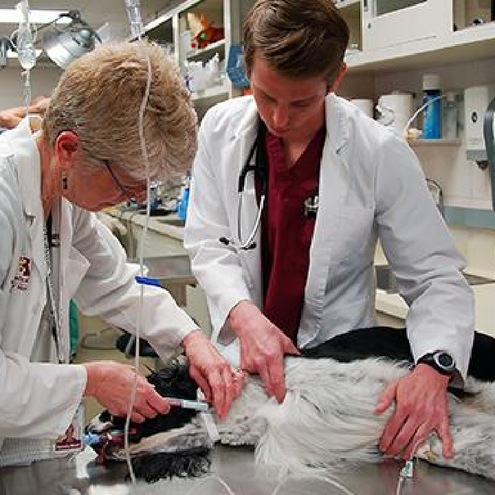 two female veterinarians working on an animal